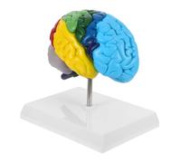 INOOMP Demi Droit Outil Pédagogique pour Enseignement des Sciences Scientifique pour Étiquetage Détaillé des Fonctions Cérébrales