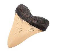 INOOMP Figurine de Dent de Mégalodon en Résine Réaliste, Décor Nautique et Éducatif, Pièce de Collection pour Bureaux, Garçon et Filles et Passionnés de Préhistoire