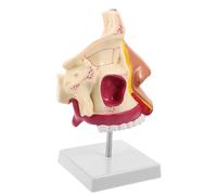 INOOMP Modèle Anatomique de Cavité Nasale Humaine avec Support Maquette Anatomie du Nez pour Enseignement Médical et Formation Sciences Outil Pédagogique Précis pour Étudiants et