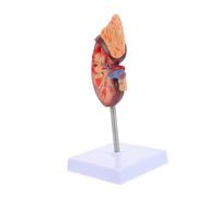 INOOMP Modèle Anatomique De Rein à Deux Parties sur Socle Détachable pour Enseignement Biologie Et Études Anatomiques Scolaires Corps Humain Réaliste
