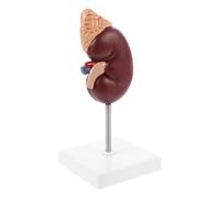 INOOMP Modèle Anatomique de Rein Glande Surrénale Intégré, Reproduction Précise pour Formation Médicale et Démonstration Anatomique Humaine