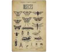 Insect Knowledges Poster en aluminium avec noms scientifiques communs et insectes - Plaque en métal rétro vintage - Décoration murale - 20,3 x 30,5 cm