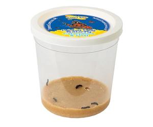 Insect Lore - 1, 102