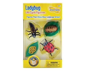 Insect Lore - 48127 - Le cycle de la vie coccinelle