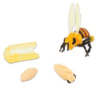 Insect Lore - 48133 - Figurines métamorphose abeille