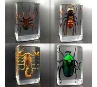 Insecte Résine Araignée Coléoptère Véritable Insecte Géant Presse-Papier Taxidermie Spécimen Résine Transparente Petits Ornements Créatifs, 4 Pièces