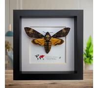 Insectrum Acherontia atropos Cadre photo encadré Motif tête de mort Acherontia 15 x 15 cm Cadre noir