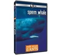 Inside Natures Giants: Sperm Whale