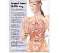 Internal Organs of the Human Body Anatomical Chart
