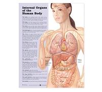 Internal Organs of the Human Body Anatomical Chart