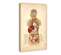 Internal Organs Of The Human Body From The Household Physician Art Wall Decoration Poster Family Bar Restaurant Garage Café Art Sign Cadre Cadeau 40,6 x 61 cm