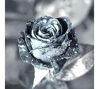 International Graphics - Image prête à l‘accroche - Lily Andrea, Seidel - ''Metallica''- 30 x 30 cm - Impression directe sur verre acrylique