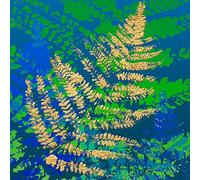 International Graphics - Image prête à l‘accroche - Mira - ''Golden Glory II''- 30 x 30 cm - Impression directe sur verre acrylique