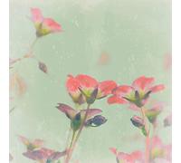 International Graphics - Image prête à l‘accroche - Tom, Lambert - ''Romantic Meadow''- 30 x 30 cm - Impression directe sur verre acrylique