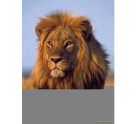 Into Africa: The Poster Portfolio