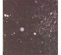 Into Shadows Act Ii: Through Horned Shadows Glimpse