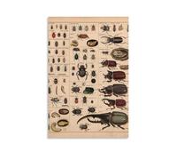 Introduction to Various Beetles Tableau mural moderne pour chambre d'enfant 60 x 90 cm