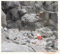 Inwolves - Color in the Zoo