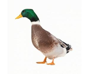 Ioensy Canard en Aylique Vif | À Planter, Décoratif en Forme, Face, Décoration, pr Pelse, B