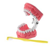 Ipetboom 1 Ensemble Modèle Pédagogique de Brossage de Dents de Modèle Oral Réaliste pour Enseigner Aux Garçon Fille les Techniques de Brossage à École