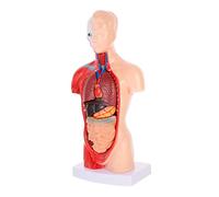 Ipetboom 1Ensemble Anatomique de Torse Organes Internes Outil Enseignement pour Écoles Hôpitaux Démonstration Précise des Systèmes Biologiques Anatomiques