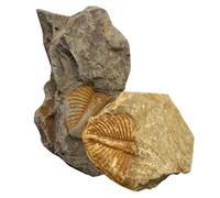 Ipetboom 2 pièces Fossile de Trilobite Spécimens Paléontologie Queue Modèle Décor Éducatif pour Étudiants et Collection