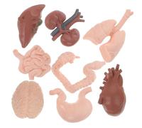 Ipetboom 8 pièces Modèle Anatomique Organes Outil Enseignement Réaliste Accessoire Pédagogique Corps pour Écoles et Centres