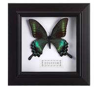 Ipetboom Cadre Décoratif Mural Spécimen D'insecte Vert D'été Réaliste, Cadre Photo Artisanal pour Décoration D'exposition D'œuvres D'art et Ornement de Bureau, Présent Original pour Mur