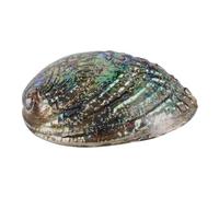 Ipetboom Coquille Ormeau Naturelle pour Bijoux DIY Collier Bracelet Accessoires Artisanaux Paua Naturel