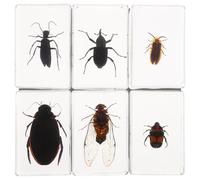 Ipetboom Lot de 6 spécimens d'insectes en résine : collection réaliste d'insectes pour les classes de sciences et la maison, fournitures pour enseignants de biologie