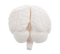 Ipetboom Modèle Anatomique De Outil Étude Pour Enseignement Psychologie Et Biologie Avec Sections Détachables Blanc