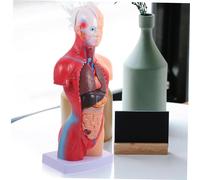Ipetboom Modèle Anatomique Torse Détachable PVC pour Enseignement et Apprentissage Garçon Fille Corps Éducatif Démontable avec Organes Internes pour et Famille Couleur Couleur Aléatoire