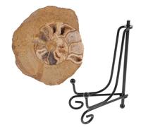 Ipetboom Modèle D'ammonite Fossile Entier pour Collection et Outil Pédagogique, Ornement Esthétique en Fossile Naturel, Décoration de Table pour Passionnés de Géologie