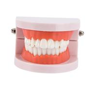 Ipetboom Modèle de Dents Standard PVC pour Enseignement Outil Démonstratif Fixe pour Étudiants et