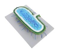Ipetboom Modèle de noyau cellulaire agrandi pour l'enseignement de la biologie. Modèle d'affichage anatomique 3D avec organites pour l'enseignement des sciences. Fournitures pour