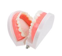 Ipetboom Modèle Dents Dentaires Standard pour Enseignement Oral Pratique Brossage et Standard pour Adultes et Garçon Fille Démonstration Anatomique Réaliste