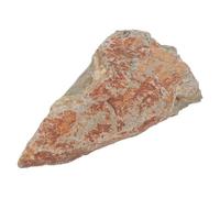 Ipetboom Présentation de Spécimens de Fougères en Pierre Naturelle, Décoration Élégante pour Musée D'histoire ou Intérieur, Conservant Textures et Structures Anciennes