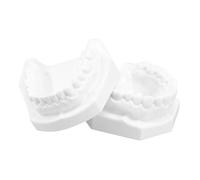 Ipetboom Standard Tooth Model With Extractable Teeth For Teaching And Display And Wear Resistant Convenient Oral Care Education Tool