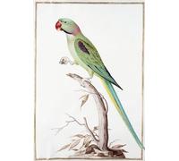 IPLUPJDY Peinture Poster Art Mural en Toile Impression Tableaux Perruche Alexandrine par Nicolas Robert Peinture Affiche Pour la Décoration Murale 60x90cm