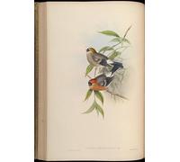 IPLUPJDY Peinture Poster Tableaux Moderne Image Abstraites Animal Oiseau Pyrrhula Erythrocephala par John Gould Art Poster Mural Pour la Décoration Murale 60x90cm