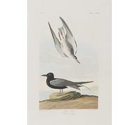 IPLUPJDY Peinture Poster Tableaux Moderne Image Abstraites Illustration d'oiseaux d'Amérique par John Audubon Art Poster Mural Pour la Décoration Murale 60x90cm