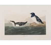 IPLUPJDY Peinture Poster Tableaux Moderne Image Abstraites Illustration d'oiseaux d'Amérique par John Audubon Art Poster Mural Pour la Décoration Murale 60x90cm