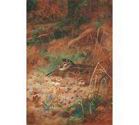 IPLUPJDY Peinture Poster Tableaux Moderne Image Abstraites une bécasse et undans un sous-bois par Archibald Thorburn Art Poster Mural Pour la Décoration Murale 60x90cm