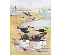 IPLUPJDY Tableaux en Toile Affiche Décorative Illustration de l'histoire naturelle des oiseaux de l'Est par Louis Agassiz Fuertes Pour la Décoration de la Chambre à Coucher 60x90cm