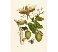 IPLUPJDY Vintage Impressions sur Toile Tableaux en Toile Affiche Décorative Arbre tabou par Maria Sibylla Merian Nordique Peinture Pour la Décoration de la Chambre à Coucher 60x90cm