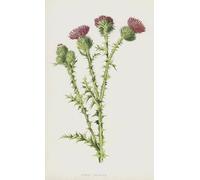IPLUPJDY Vintage Impressions sur Toile Tableaux en Toile Affiche Décorative Chardon des champs par Frederick Edward Hulme Nordique Peinture Pour la Décoration de la Chambre à Coucher 60x90cm