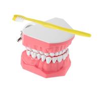 iplusmile 1 Ensemble De Modèles D'Enseignement Oral Modèle D'Entraînement Au Brossage Grand Modèle De Démonstration De Brossage Modèle D'Enseignement Pratique