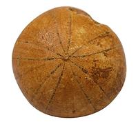 iplusmile 1 Pc spécimen fossile d'oursin bureautique accessoires decoration fete objet de collection edutoy jouet éducatif spécimen d'enseignement des sciences échantillon Ornement de bureau