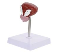 iplusmile 1Pc Modèle D'Anatomie De La Vessie Modèle Anatomique Modèle De Cœur Modèle De Cerveau Figurine De Physiologie Squelette Livre Organe Génital Masculin Corps Vessie