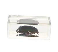 iplusmile 1pièce Specimen De Résine Insecte Cockchafer Pour Éducation Scientifique Décoratif Et Parfait Pour Collection Et Photographie